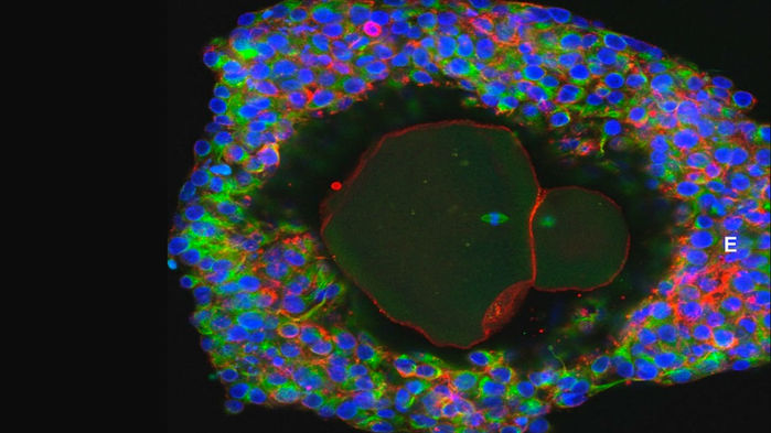 ヒト卵の体外での成熟に成功、英エディンバラ大